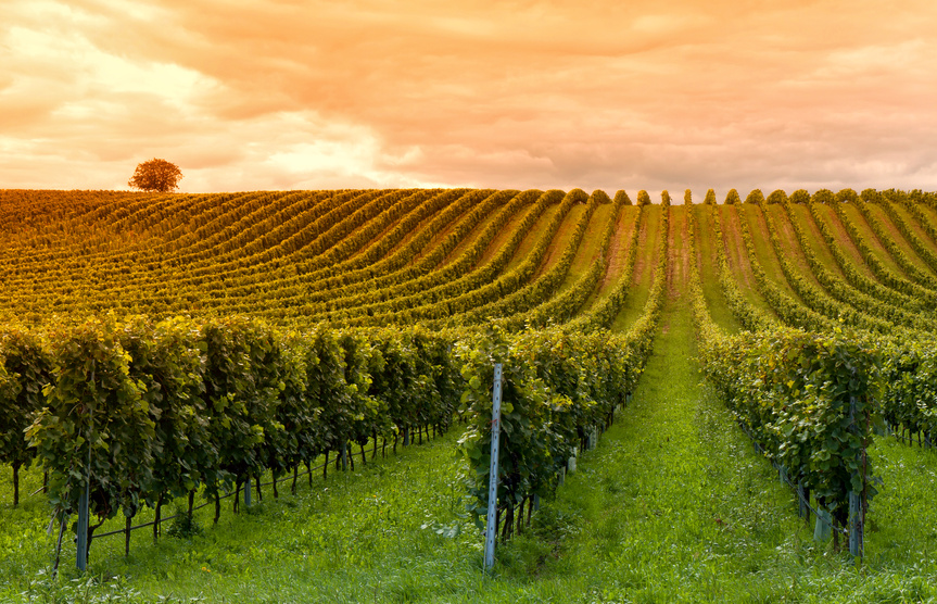 Paysage Vignoble France Biologique