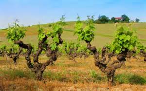Paysage Vignoble France Biologique