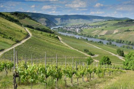 Février au vignoble : entre repos et préparation