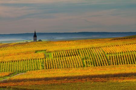 Les appellations et le vin 